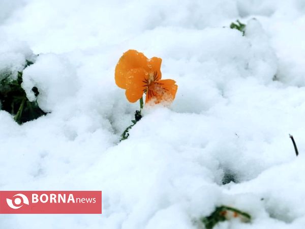 بارش برف زمستانی در لاهیجان