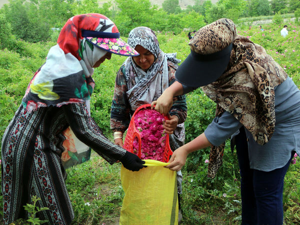 برداشت گل محمدی در روستای عنصرود