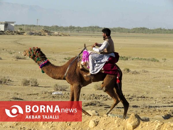 مسابقات شتر دوانی در چابهار 