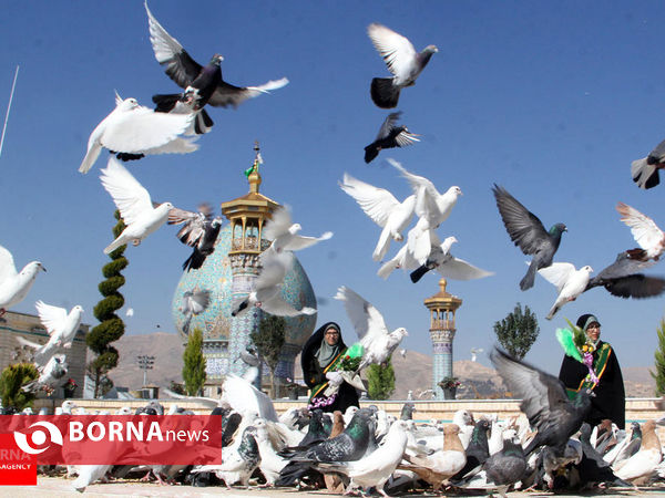 برگزیده گزارش های تصویری بهمن ۱۳۹۴