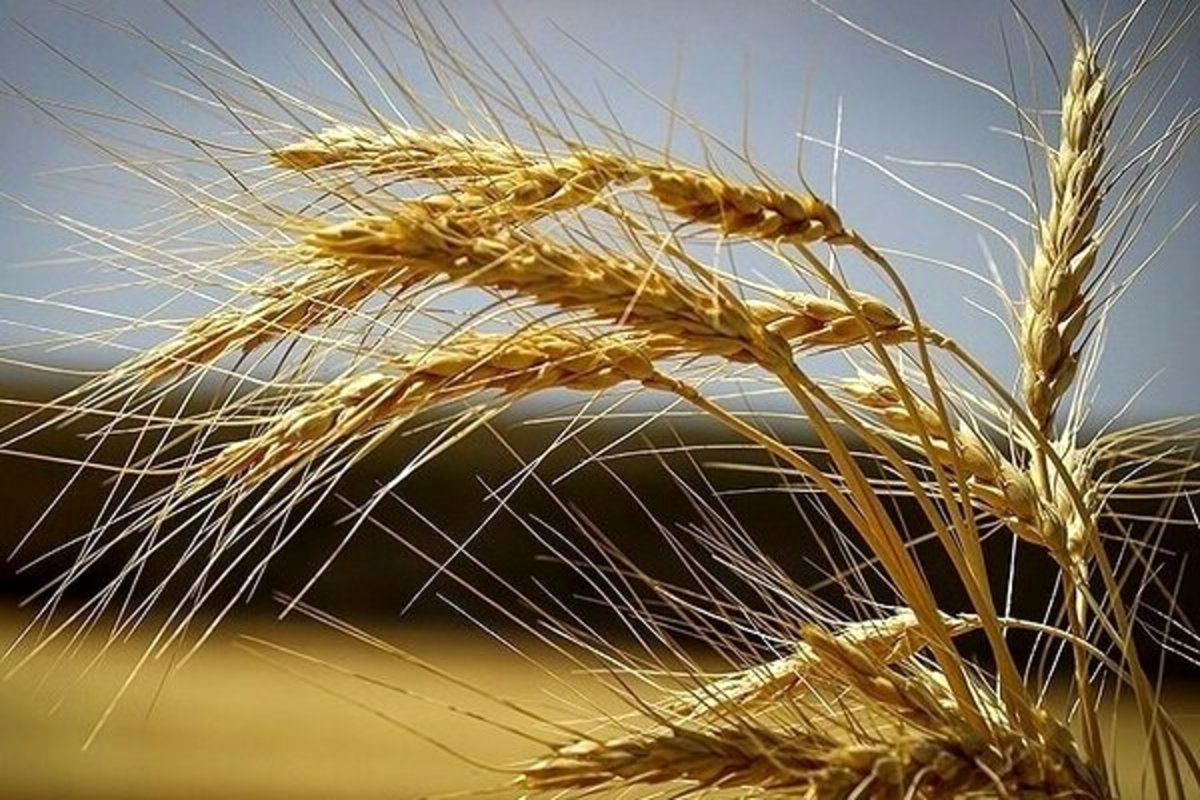 خرید 250 هزار تن گندم از ابتدای فصل برداشت با نرخ علی‌الحساب/ایران رتبه 13 جهانی را در تولید گندم کسب کرد