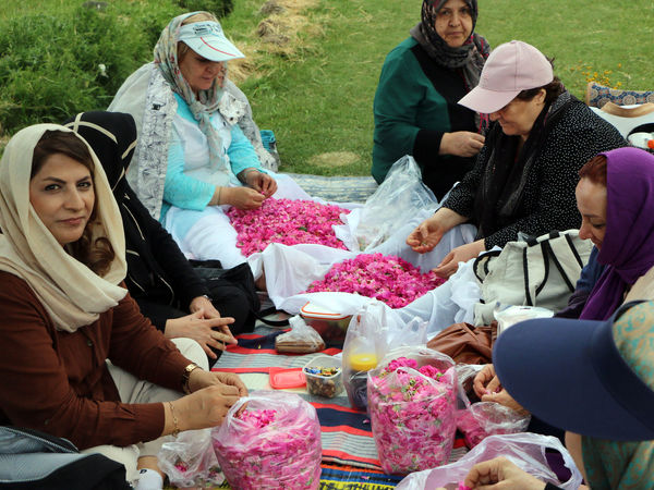 برداشت گل محمدی در روستای عنصرود