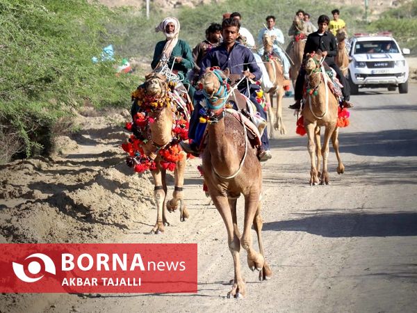مسابقات شتر دوانی در چابهار 