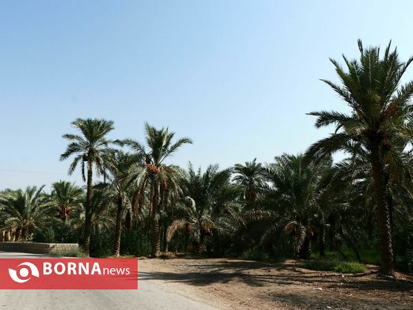 برداشت خارک و رطب روستای امام حسن(ع)