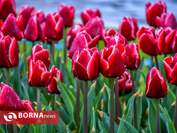 جشنواره گل‌های لاله