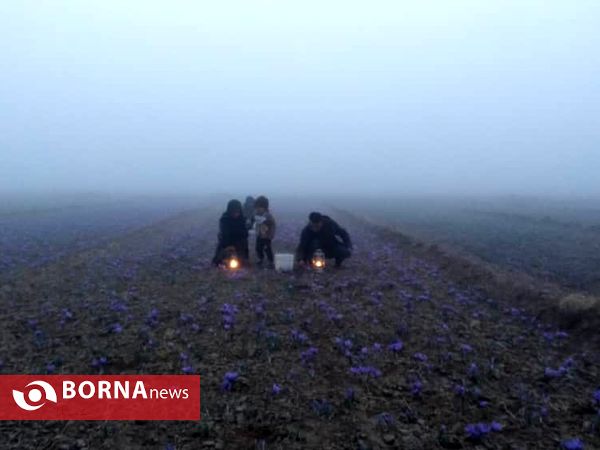 جشن شکر گزاری برداشت زعفران در پایتخت زعفران جهان (9)