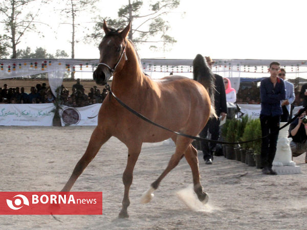 جشنواره بین المللی زیبایی اسب اصیل ایرانی در شیراز