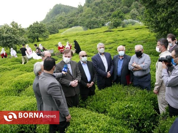 برداشت نخستین برگ چای در سال ۱۴۰۰