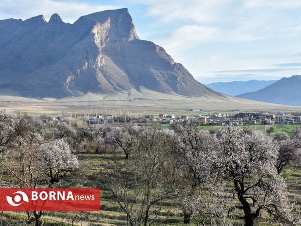 شکوفه های بهاری