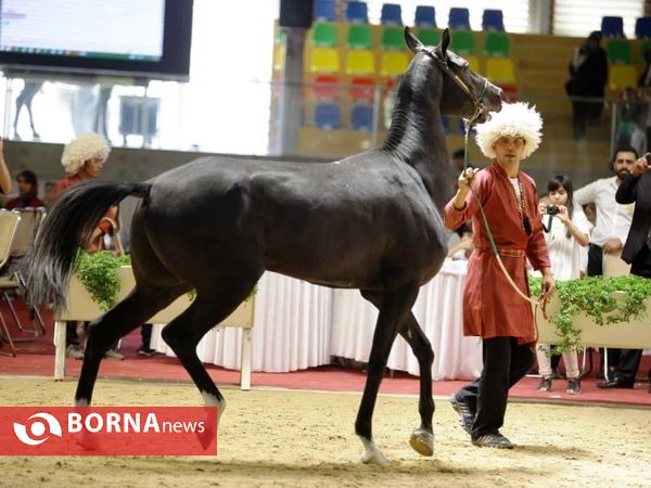 چهارمین جشنواره بزرگ اسب اصیل ترکمن پایتخت