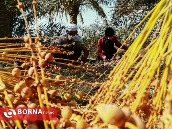 برداشت خارک و رطب روستای امام حسن(ع)