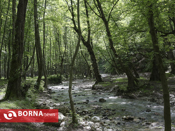 جنگل توریستی ورگی نوا