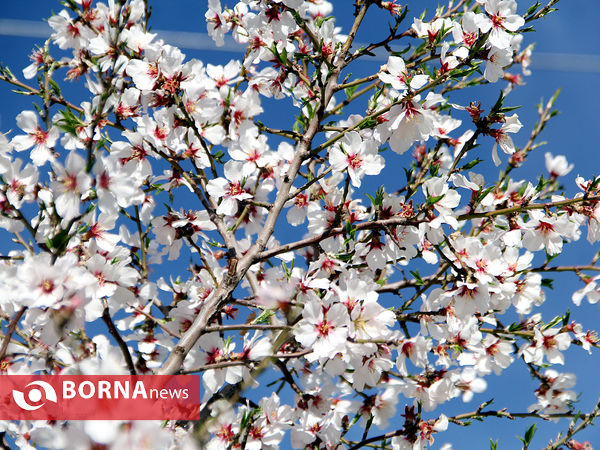 شکوفه‌های بهاری در شیراز