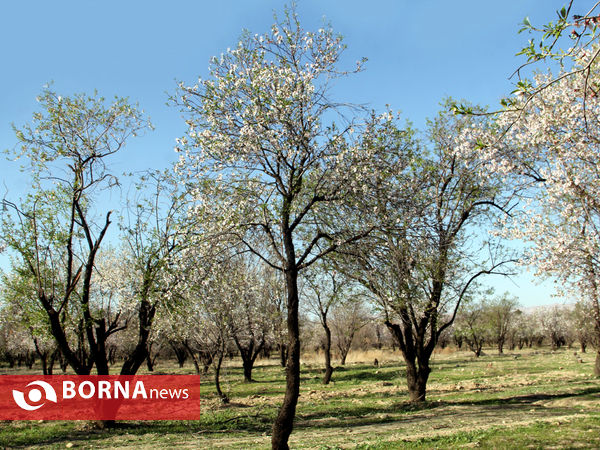 شکوفه‌های بهاری در شیراز