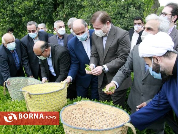 برداشت نخستین برگ چای در سال ۱۴۰۰