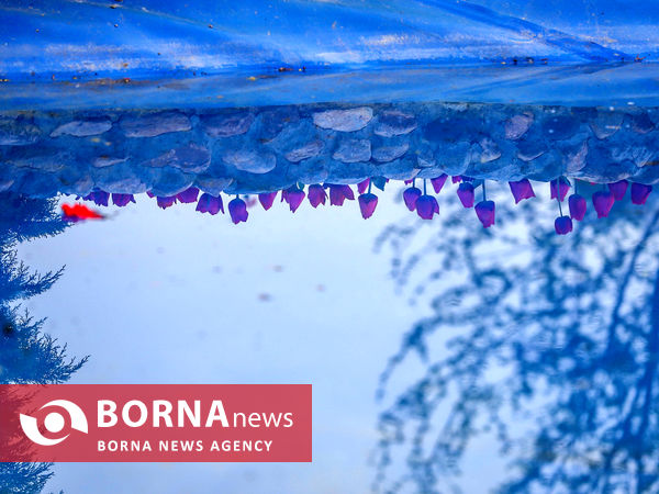 جشنواره گل‌های لاله در اراک