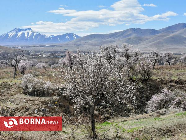 شکوفه های بهاری