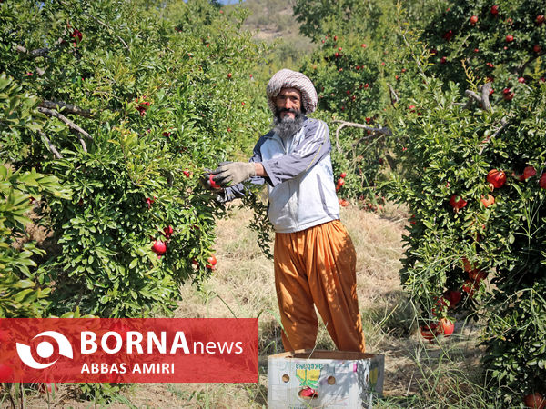 دقیقه 90 برداشت انار کوهمره سرخی