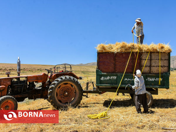 برداشت سنتی جو دیم