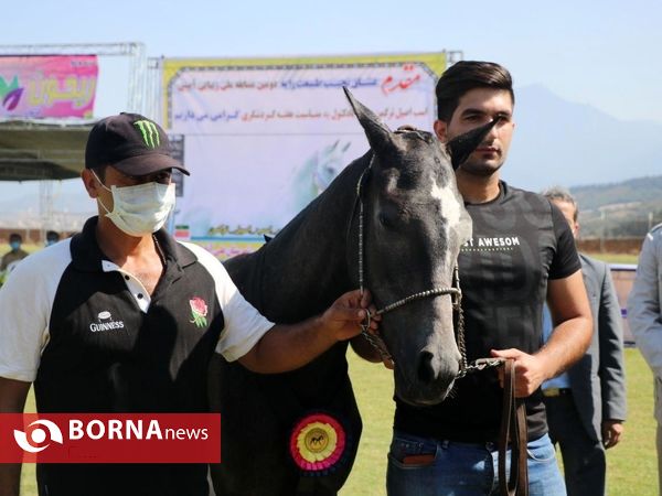 دومين دوره مسابقات ملی زيبائي اسب اصیل ترکمن