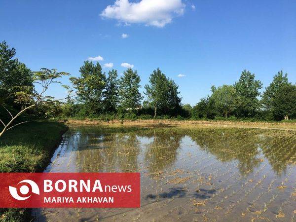 پسیخان رشت جاذبه طبیعی و گردشگری استان گیلان