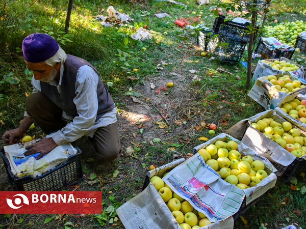 برداشت سیب در زنگنه