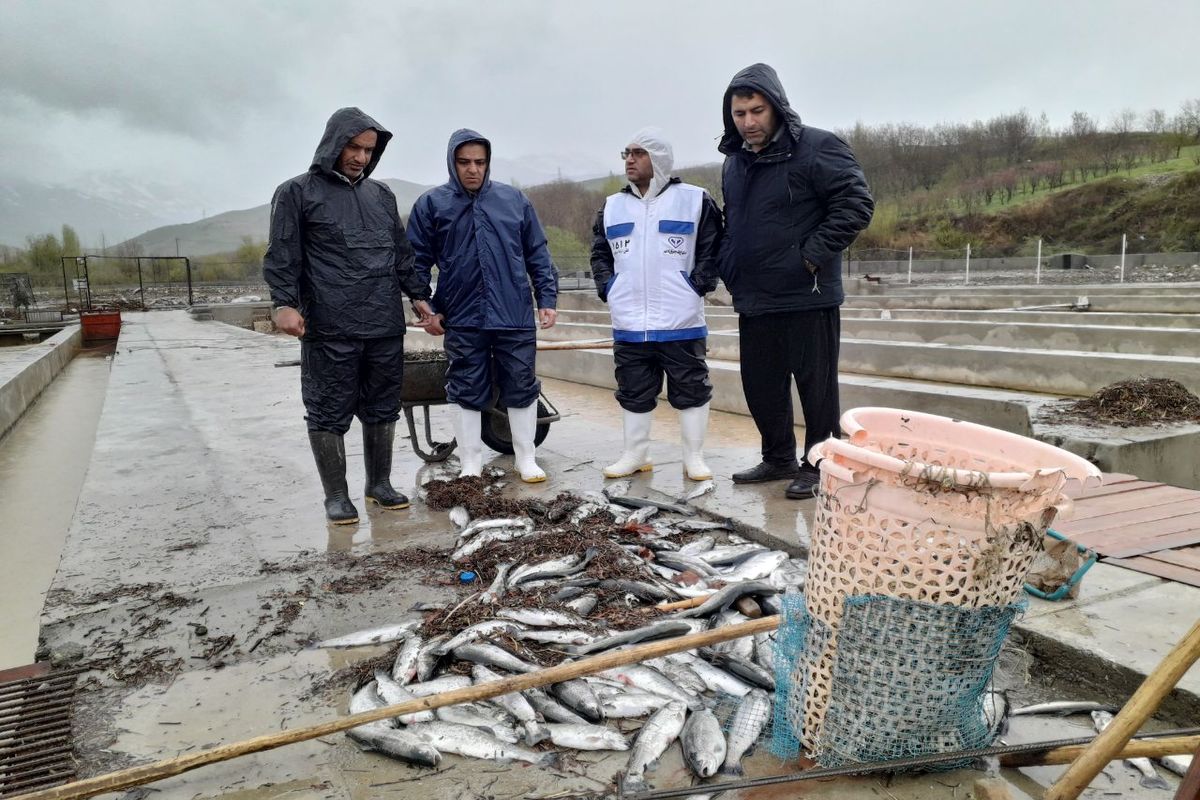 سیلاب به مزارع پرورش ماهی نهاوند خسارت زد