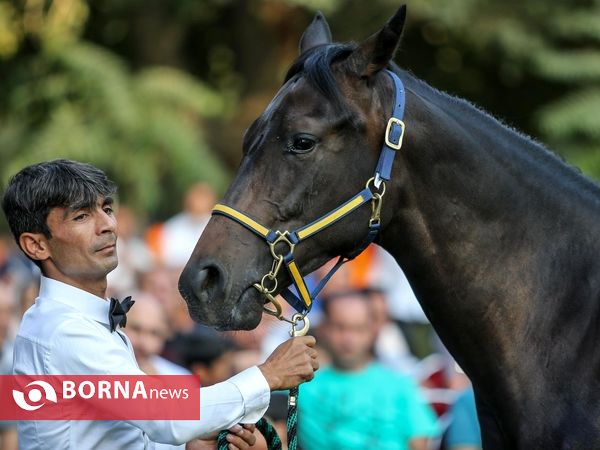 اولین حراج اسب های ۱۷ ماه تهران