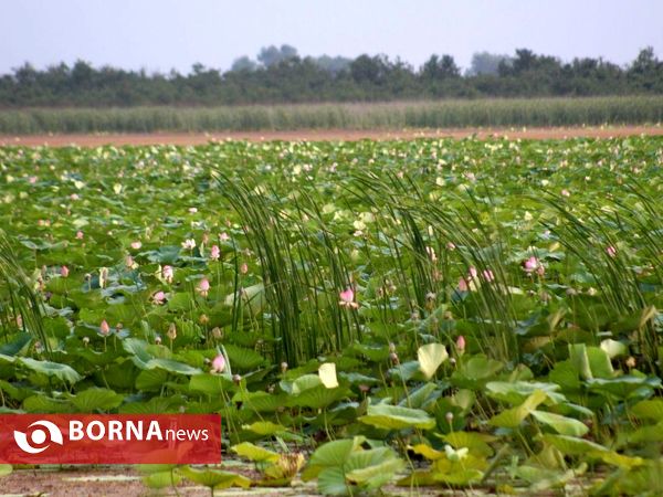 تالاب بین المللی امیر کلایه _ لاهیجان
