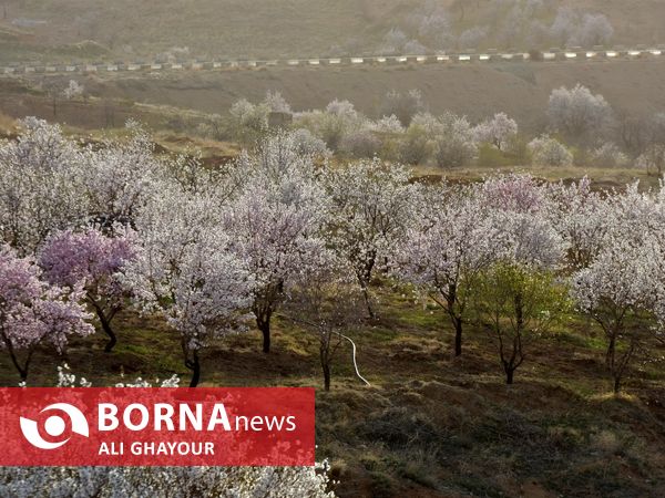 شکوفه های منطقه قره باغ ارومیه