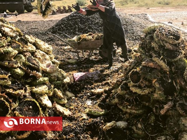 برداشت تخم آفتابگردان از شهر آفتابگردان ها خوی