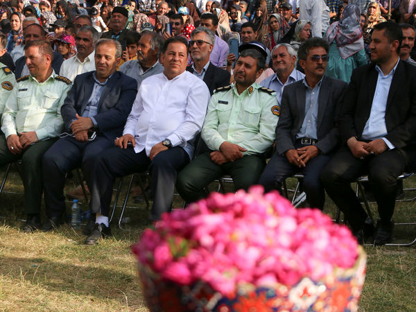 برداشت گل محمدی در روستای عنصرود