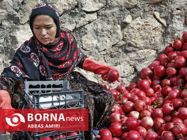 دقیقه 90 برداشت انار کوهمره سرخی