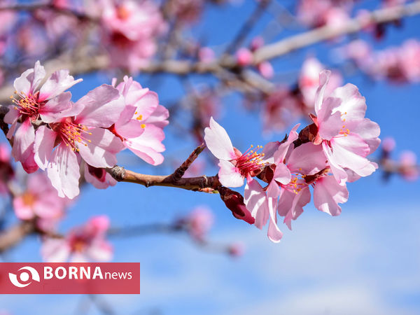 شکوفه های بهاری