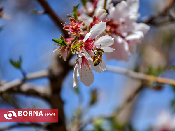 شکوفه های بهاری