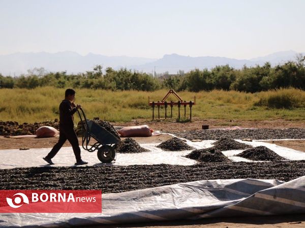 برداشت تخم آفتابگردان از شهر آفتابگردان ها خوی