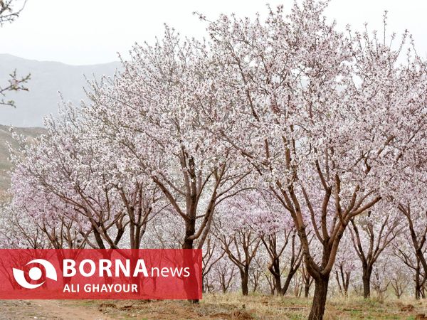 شکوفه های منطقه قره باغ ارومیه