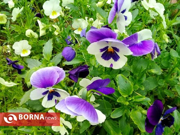 شکوفه های بهاری _ رشت