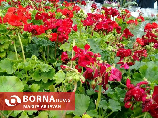 جشنواره گل و گیاه رشت 