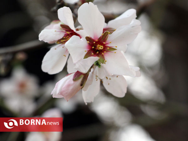 شکوفه های بهاری-شیراز