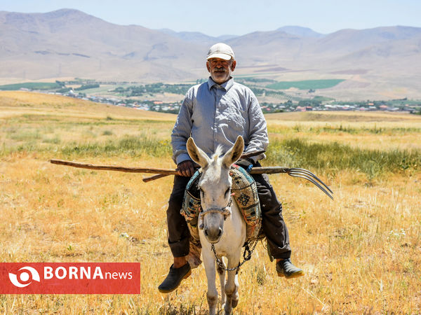 برداشت سنتی جو دیم