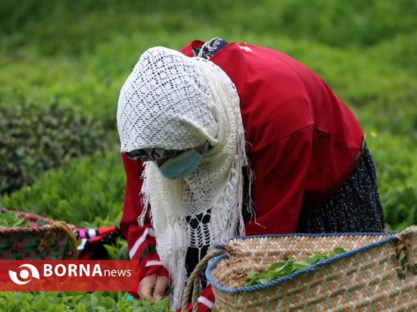 برداشت نخستین برگ چای در سال ۱۴۰۰