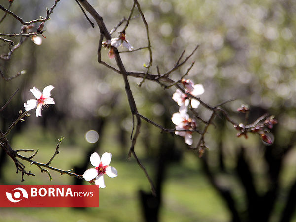 شکوفه‌های بهاری در شیراز