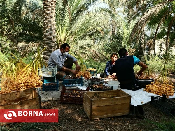 برداشت خارک و رطب روستای امام حسن(ع)
