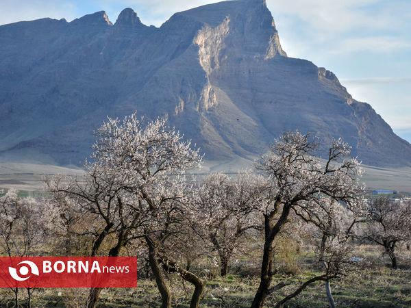 شکوفه های بهاری