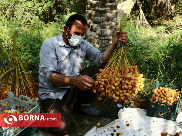 برداشت خارک و رطب روستای امام حسن(ع)