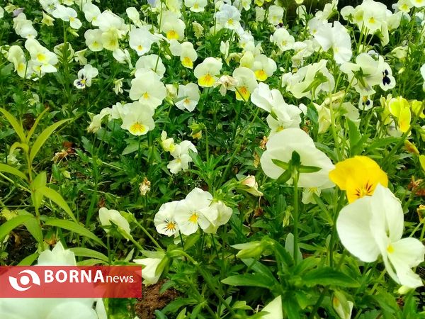 شکوفه های بهاری _ رشت