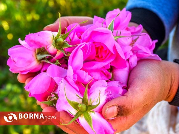 برداشت گل محمدی در دلیجان