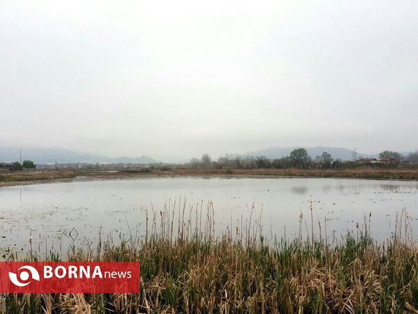 تالاب حاجی آباد لاهیجان