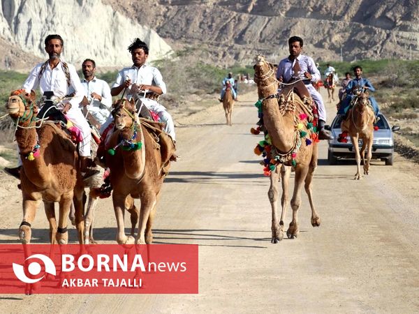 مسابقات شتر دوانی در چابهار 
